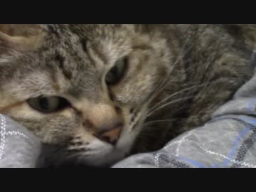 拾いねこ＠生後2134/2101日目　今月の爪切りデース。