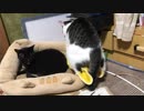 姉猫に自分のお気に入りの毛布を見てもらいたかった猫　でも姉にしてみれば邪魔だった。