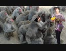 【飼育員Ｊ】　BB ＋ 使用例