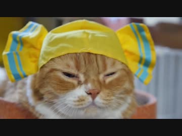 【マンチカンズ】ねこキャンディちゃん