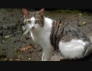 境内のお猫様　山形県山形市立石寺にて