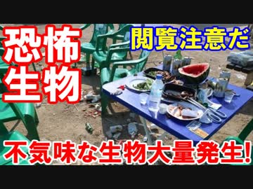 【韓国に不気味な生物が大量発生】 漢江で恐ろしい噂が広まっている！これは完全に・・・・ヤバイ！