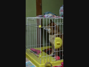うちの、ケージから出たい柴犬くん