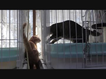 【Jean &amp; Pont 1056】あーなんかもう可愛い！チャコちゃんワールド