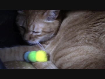 拾いねこ＠生後2135/2102日目　毛虫と戯れるアコさん。