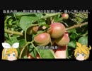 元産直店員の脱サラ農業　第十五回