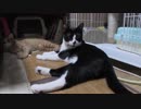 【Jean & Pont 1057】ママが一人で５匹のニャンコの世話をします