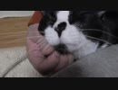 【Jean & Pont 1058】猫が甘える姿は最高に幸せな風景