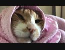 ウチの猫、2年の軌跡