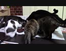 こんしゅうのおやつ【蒼民家の猫々】