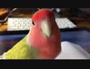 突然何かを察知するインコ