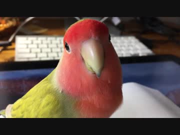 突然何かを察知するインコ