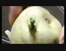 【えるぼー】発芽イモのジャーマンポテト【チャンプ飯】