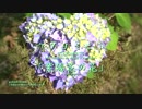 紫陽花の花 ウタヨミビト 30sec.MV