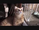 【Jean & Pont 1060】チャコちゃんが馴染めば馴染むほどお別れが近づく