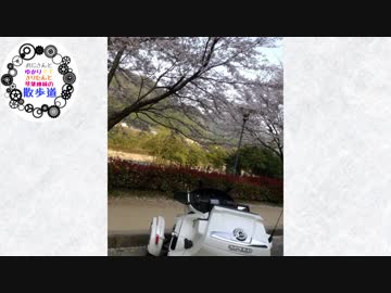 おじさんとゆかりマキきりたんと琴葉姉妹の散歩道(散歩之拾壱後編)