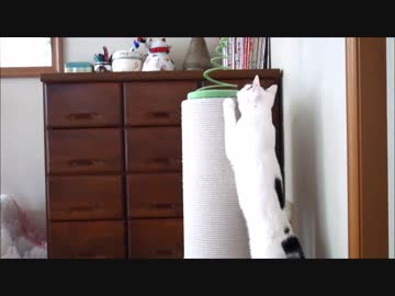 子猫の背番号はビックリマーク！