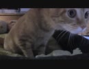 【Jean & Pont 1061】チャコちゃんの可愛い姿と生配信の移転の告知