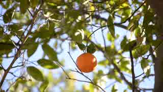 Fruit Hanging On A Branch　＠　臼井弘文