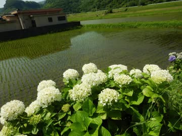 【ゆっくり】徒歩で日本一周part303【南大隅】