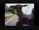 日本の車載映像集37