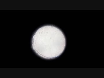 【妊活】自分の精液を顕微鏡で観察してみた【精子】