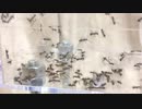 蟻戦争Ⅱ＃22 カマキリの幼虫30匹をアリにあげたら、アリがあらぶった！編