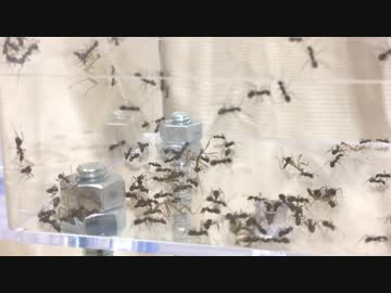 蟻戦争Ⅱ＃22 カマキリの幼虫30匹をアリにあげたら、アリがあらぶった！編