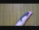 家に侵入してきた赤ちゃんヤモリが妙に懐っこい