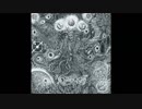 Xenoblight - Nocturnal Manifestations