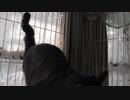 【Jean & Pont 1064】あんずちゃんはママのナデナデに懐いた模様