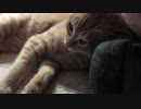 【Jean & Pont 1065】マタタビで保護猫のご機嫌をとりましょう！
