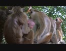 170209C_032_Monkey4_1080p　中井川正男
