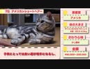 【愛猫探しの参考に♪】2018年 人気ネコランキング 10選