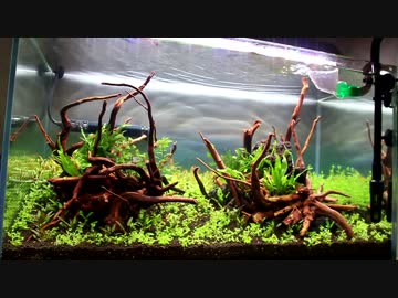 アクアリウムやってます【70cm水槽立ち上げ初日】