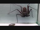 [閲覧注意!!] 再編集 ウデムシにゴキブリを与えてみた。（Phrynus sp. ）