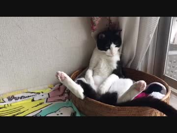 猫の居眠りが、まるで公園のベンチで悩んでいる人みたいに見える