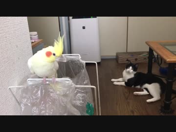 袋の中に入りたいオカメインコ。と、それを、見てる猫