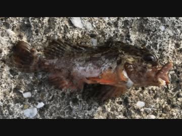 釣り動画ロマンを求めて 154釣目（うみかぜ公園）