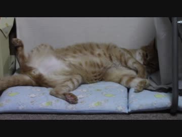 拾いねこ＠生後2139/2106日目　本格的にひらきのシーズン