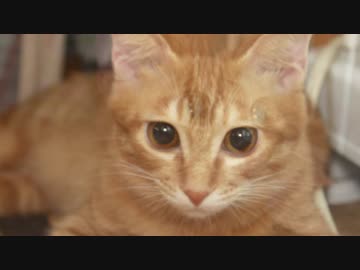 【Jean &amp; Pont 1067】しおんくん5度目の譲渡会の前にモデル撮影会