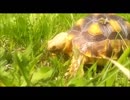 ケヅメリクガメ｡ある日の沙原さん⑪ ハジメテの公園デビュー！！