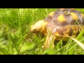 ケヅメリクガメ｡ある日の沙原さん⑪ ハジメテの公園デビュー！！