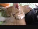 吸引力の衰えないただ一匹のダイソン子猫、その名はレンちゃん。