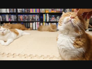 【マンチカンズ】短足ねこ一家の日常