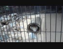 20180517 井の頭自然文化園のフェネック
