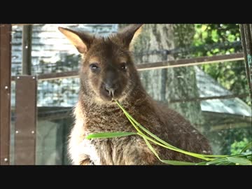 草を食べるワラビー