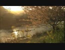 中井川正男 夕暮れの川と桜