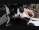 【Jean & Pont 1069】譲渡会から帰ったしおんくんがベタベタに甘える