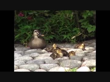 目白庭園で活動するカルガモ親子